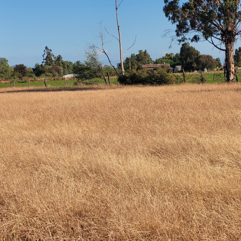 Venta de Loteo Camino 4 Esquinas de 5.000 M2