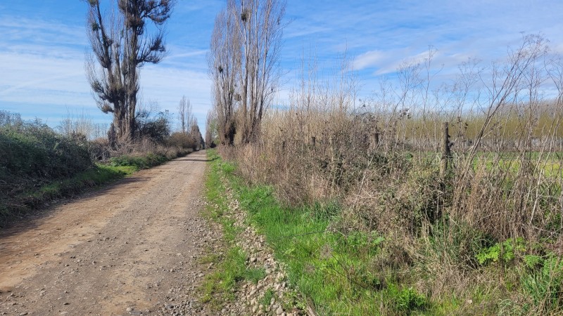 1 Há Santa Delfina Dim 50 X 200 Metros Orilla de Camino
