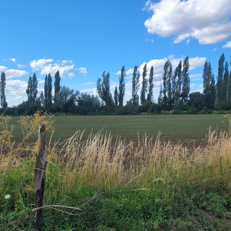 Venta Por Hectarea de Campo Trumao