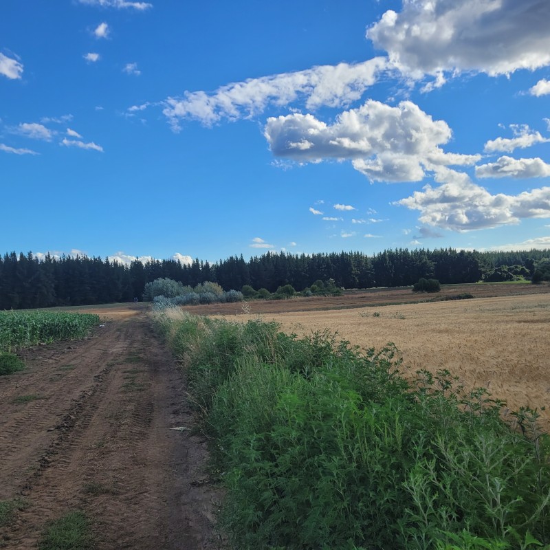 Venta Por Hectarea de Campo Trumao