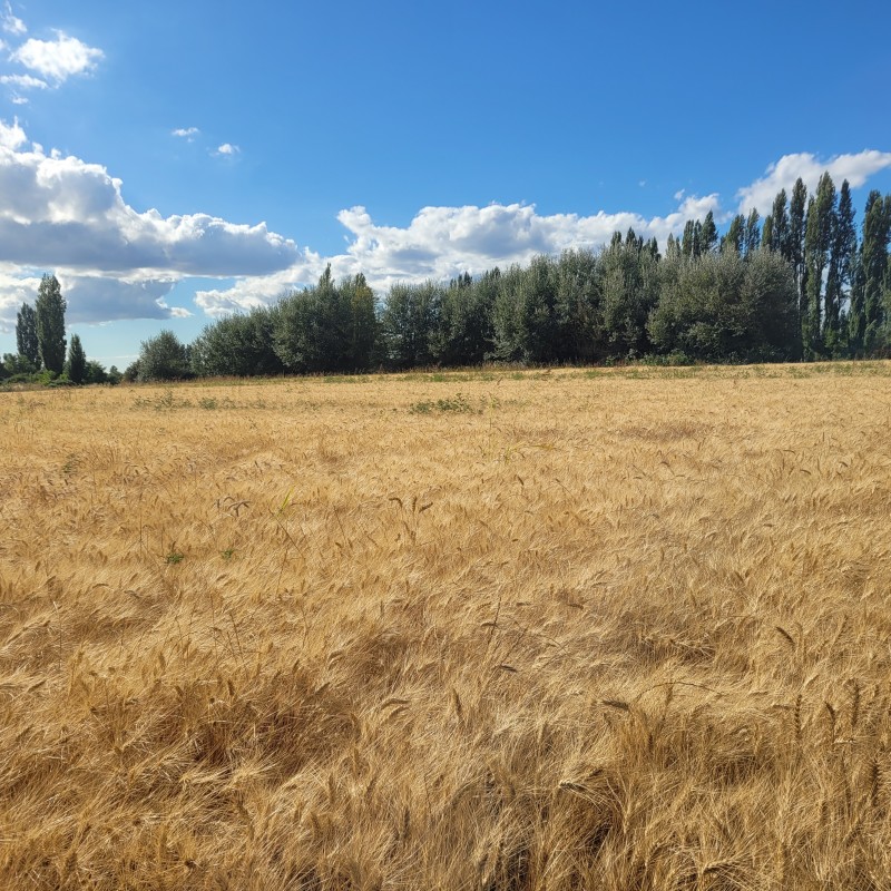 Venta Por Hectarea de Campo Trumao