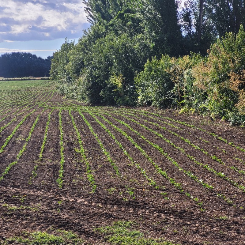 Venta Por Hectarea de Campo Trumao