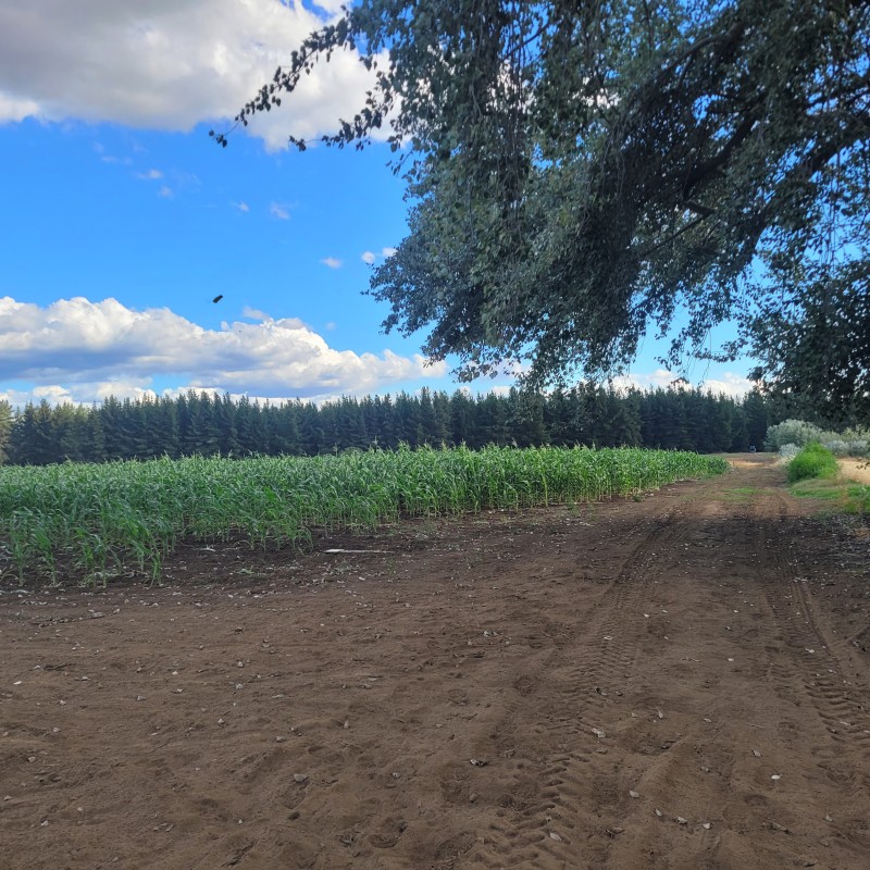 Venta Por Hectarea de Campo Trumao