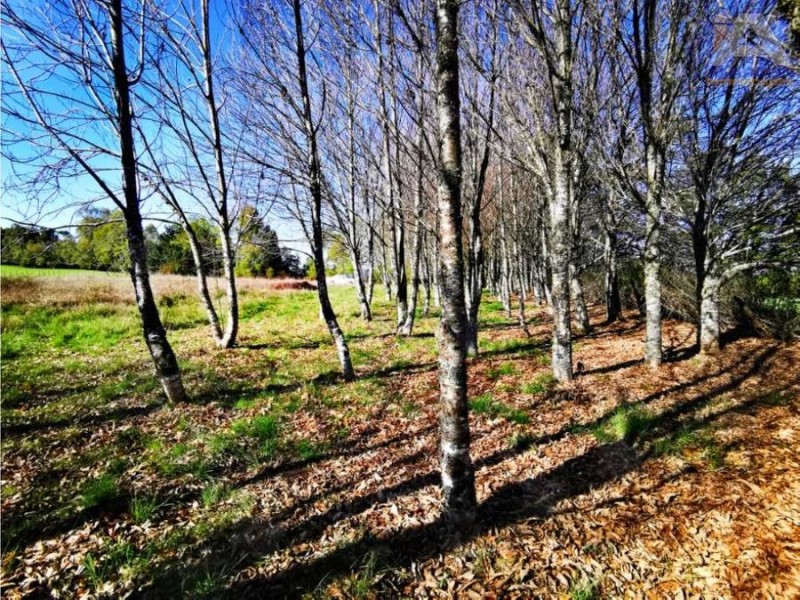 🌿 ¡tu Parcela Soñada Te Espera en Coipue, Freire! 🌿