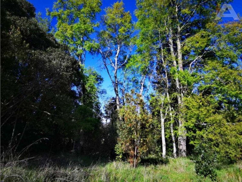 🌿 ¡tu Parcela Soñada Te Espera en Coipue, Freire! 🌿