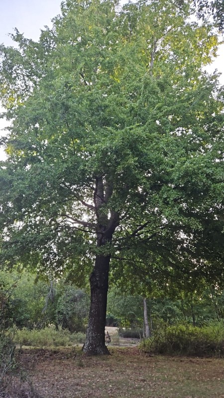 Terrenos en la Region de Ñuble
