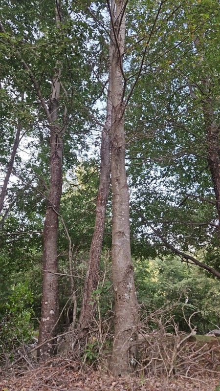 Terrenos en la Region de Ñuble