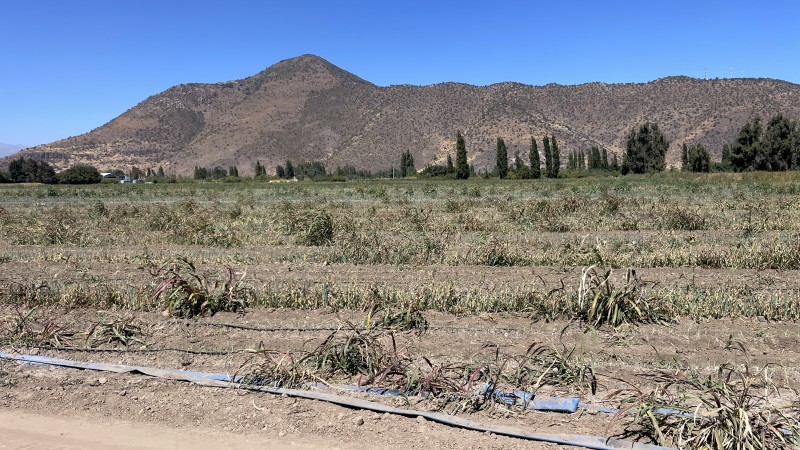 Vendo Campo Agrícola 13,42 Has los Mayos Rancagua Sa Joaquín