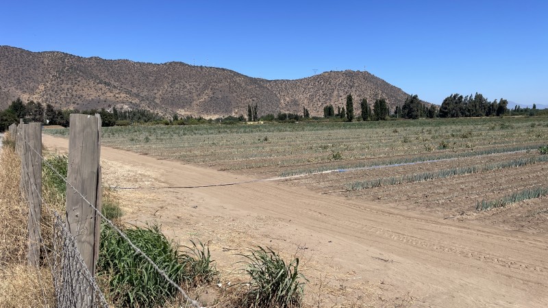 Vendo Campo Agrícola 13,42 Has los Mayos Rancagua Sa Joaquín