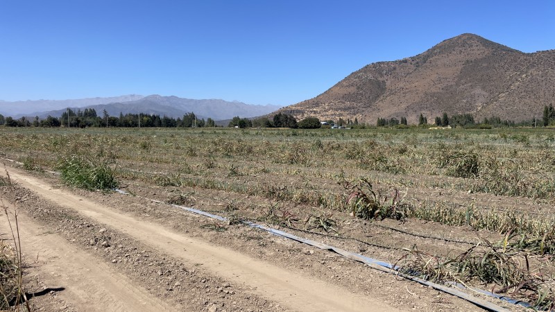 Vendo Campo Agrícola 13,42 Has los Mayos Rancagua Sa Joaquín