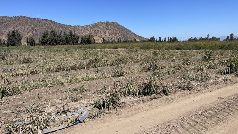 Vendo Campo Agrícola 13,42 Has los Mayos Rancagua Sa Joaquín