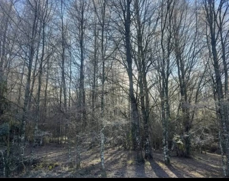 Fotografía de Parcelas A 5Km de Curacautín