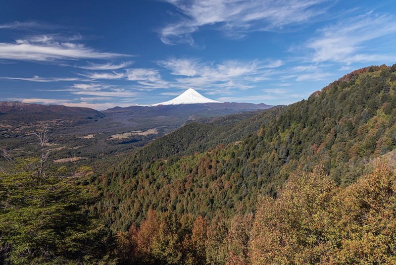 Fotografía de 83.33 Has Forestal Santo Tomas
