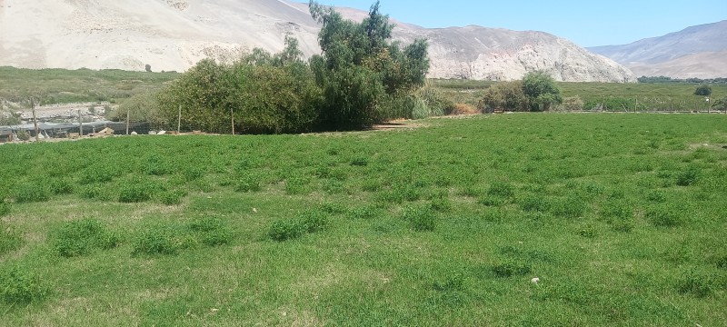 Vente Terreno de 5.4 Hectáreas en Camarones
