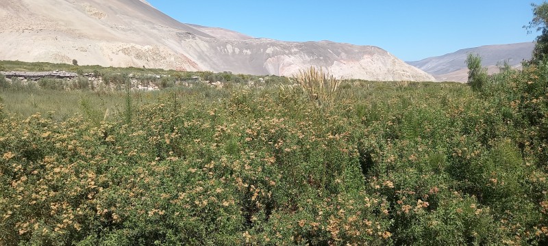 Vente Terreno de 5.4 Hectáreas en Camarones