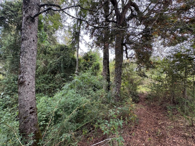 Parcela A 10 Minutos de Villarrica Con Electricidad y Agua.