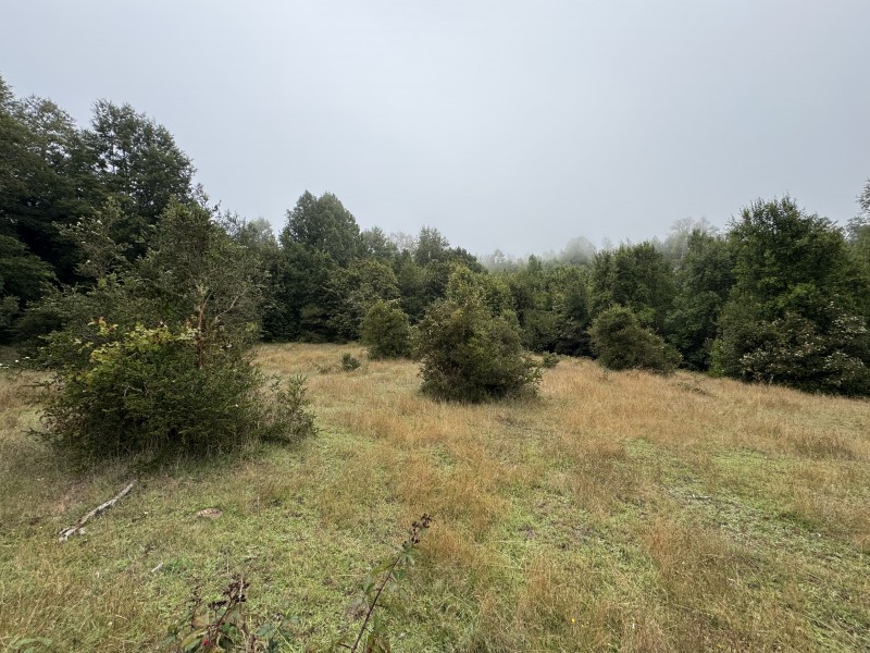 Campo de 23,7 Hectáreas Loncoche, Sector la Paz