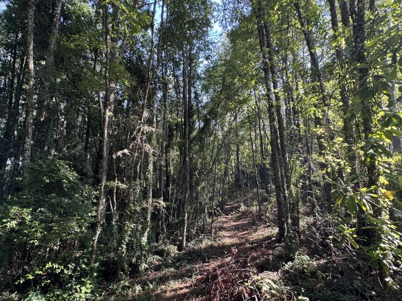 5,5 Km de Villarrica, Sector Collico Camino Licán Ray