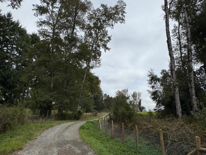 Parcela A 10 Minutos de Villarrica Con Electricidad y Agua.