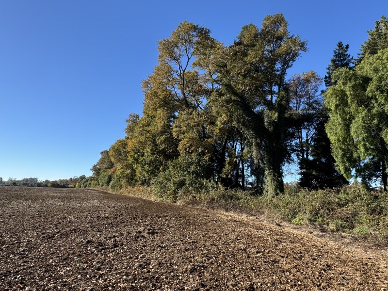 61 Hectáreas 25 Km. de Temuco Sector Huichahue San Ramón