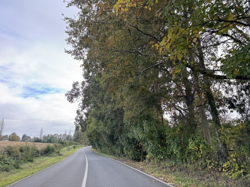 27 Km de Villarrica - Freire Parcela Productiva 3.1 Hás