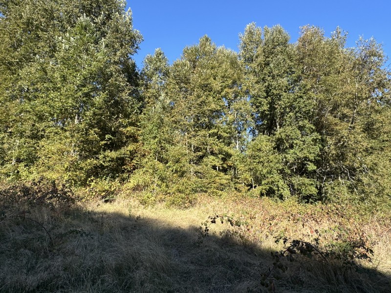 4 Hectáreas 5,5 Km Villarrica Camino Licán 1Km de Ripio