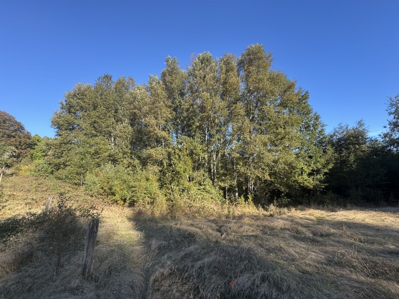 4 Hectáreas 5,5 Km Villarrica Camino Licán 1Km de Ripio