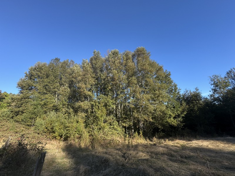 4 Hectáreas 5,5 Km Villarrica Camino Licán 1Km de Ripio