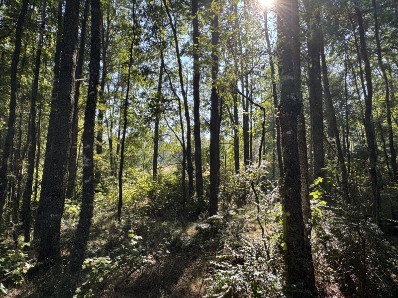 5,5 Km de Villarrica, Sector Collico Camino Licán Ray