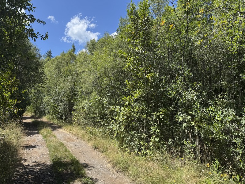 5 Km Licán Ray 10.000M2 Orilla Camino Pino Huacho 200 M Ruta