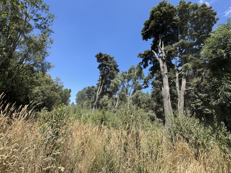 5 Km Licán Ray 10.000M2 Orilla Camino Pino Huacho 200 M Ruta