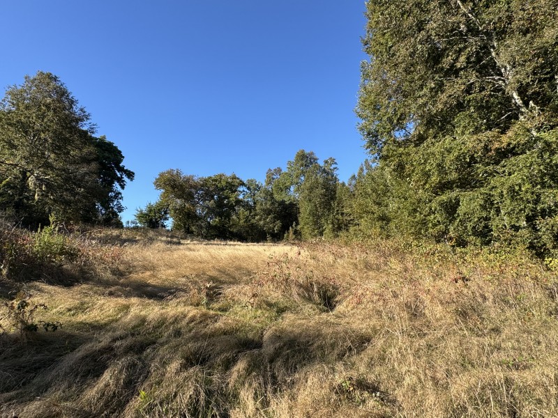 4 Hectáreas 5,5 Km Villarrica Camino Licán 1Km de Ripio