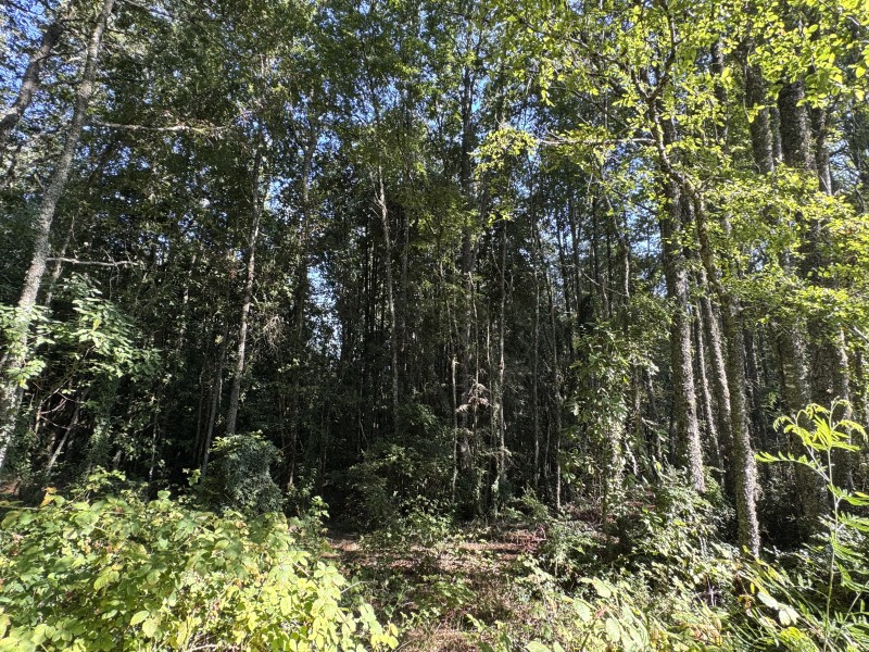 5,5 Km de Villarrica, Sector Collico Camino Licán Ray