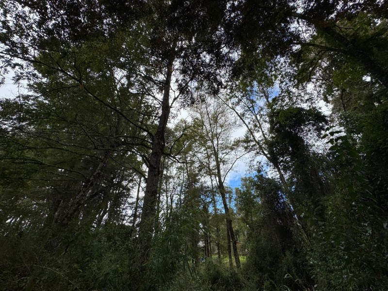 Parcela A 10 Minutos de Villarrica Con Electricidad y Agua.