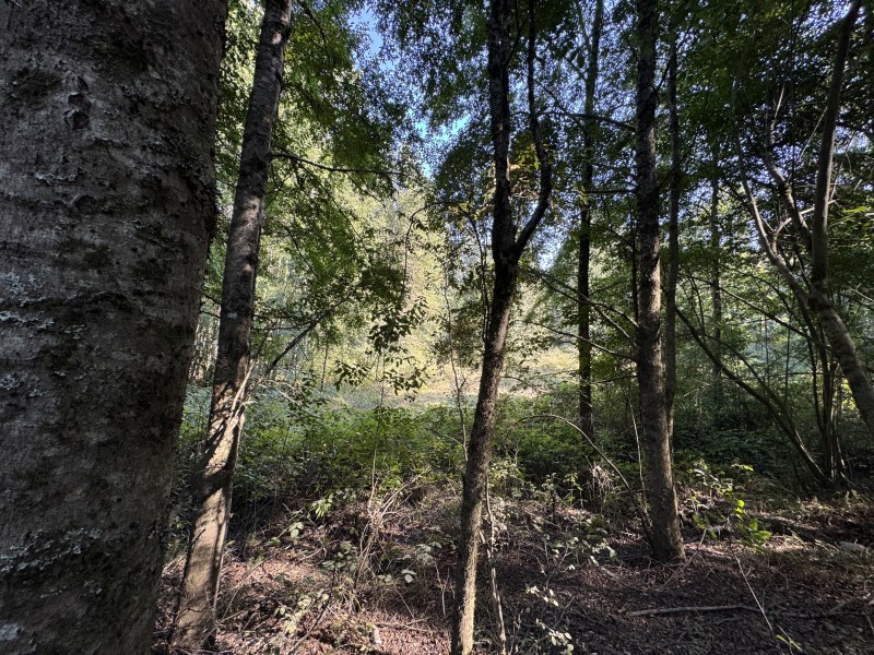 4 Hectáreas 5,5 Km Villarrica Camino Licán 1Km de Ripio