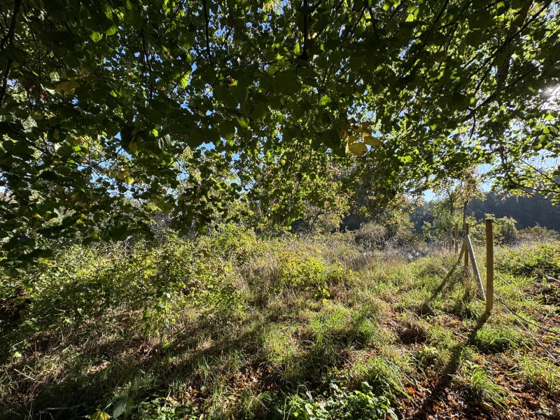 4 Hectáreas 5,5 Km Villarrica Camino Licán 1Km de Ripio