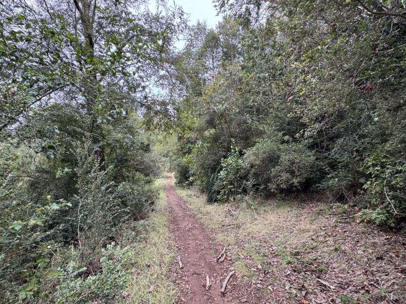 Campo de 23,7 Hectáreas Loncoche, Sector la Paz