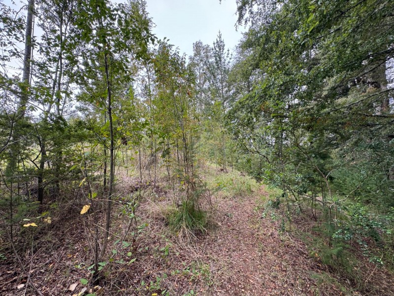 Parcela A 10 Minutos de Villarrica Con Electricidad y Agua.