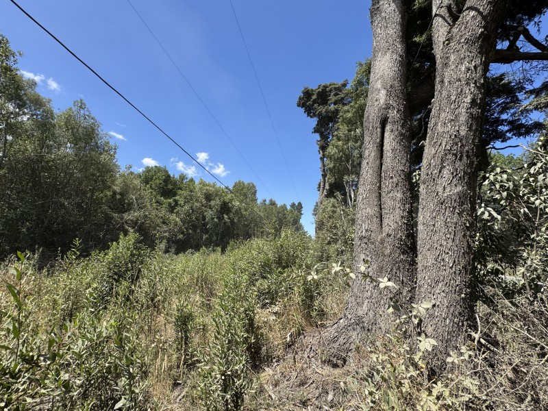 5 Km Licán Ray 10.000M2 Orilla Camino Pino Huacho 200 M Ruta