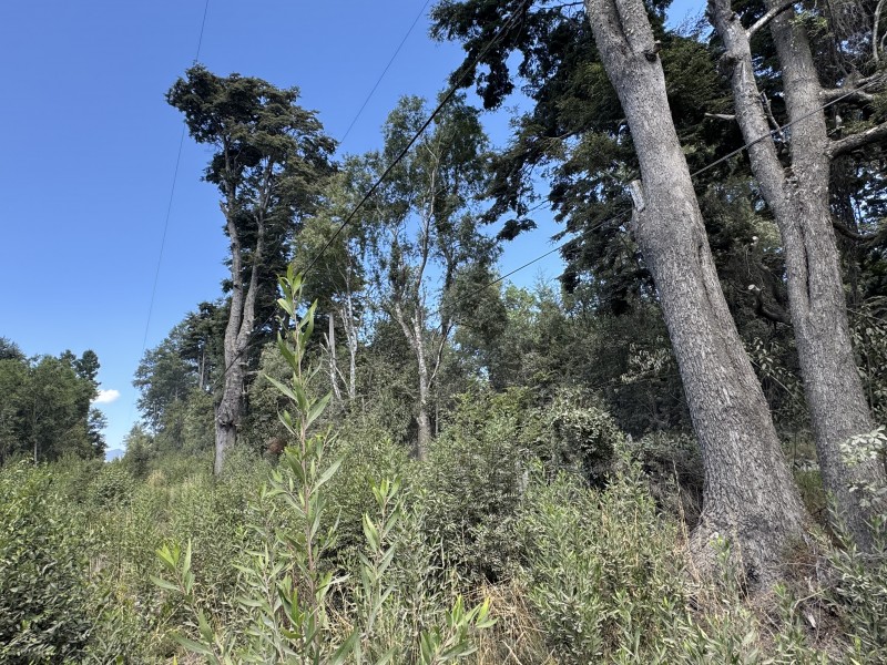 5 Km Licán Ray 10.000M2 Orilla Camino Pino Huacho 200 M Ruta