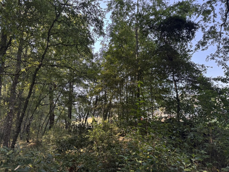 5,5 Km de Villarrica, Sector Collico Camino Licán Ray