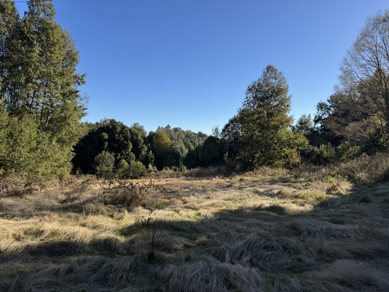 Fotografía de 4 Hectáreas 5,5 Km Villarrica Camino Licán 1Km de Ripio