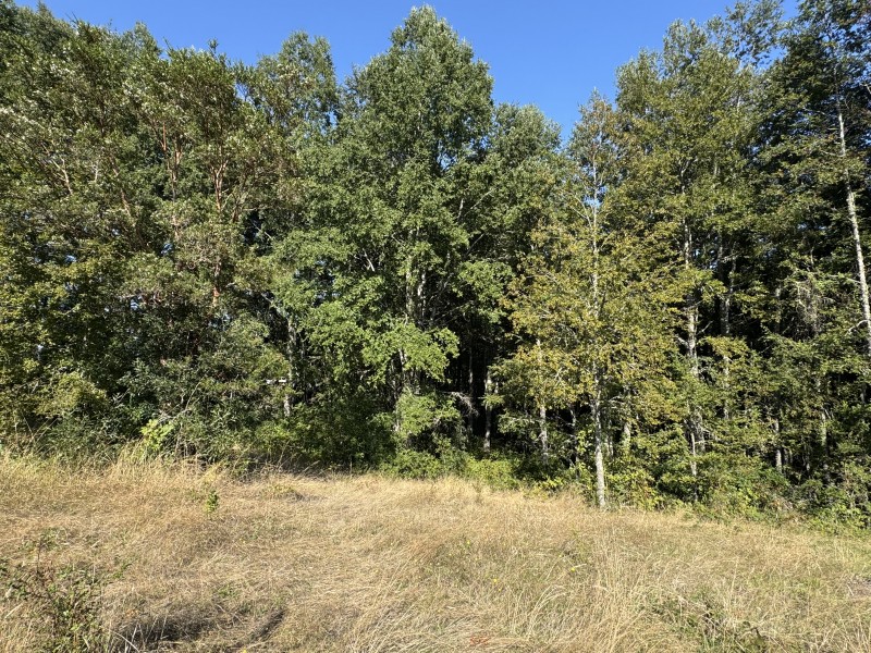 Fotografía de 5,5 Km de Villarrica, Sector Collico Camino Licán Ray