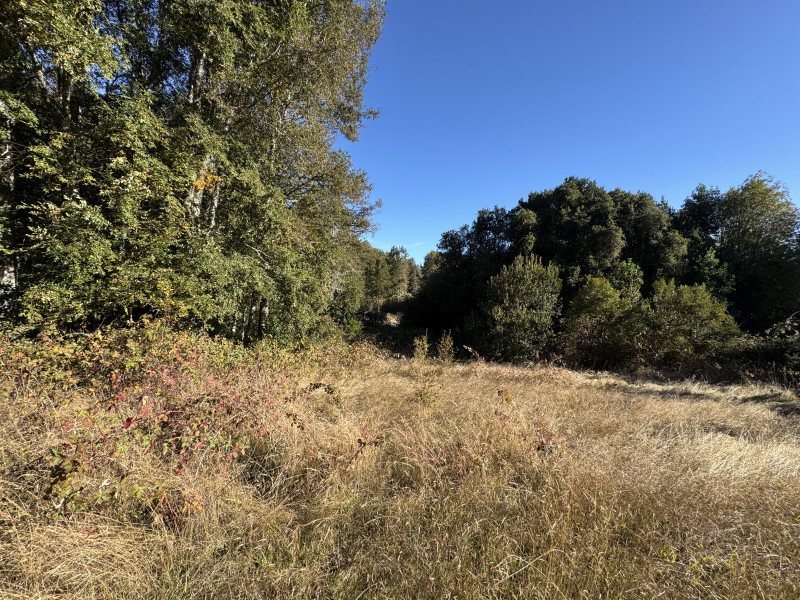 4 Hectáreas 5,5 Km Villarrica Camino Licán 1Km de Ripio