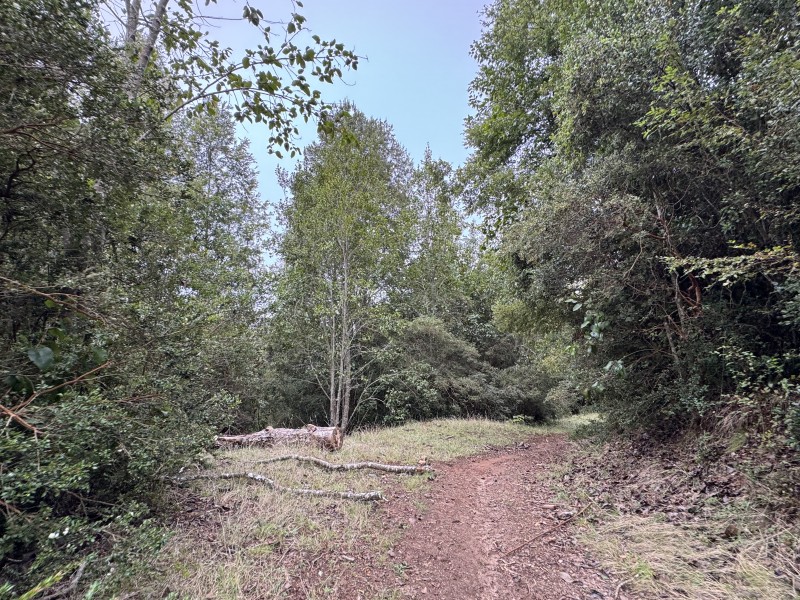 Campo de 23,7 Hectáreas Loncoche, Sector la Paz