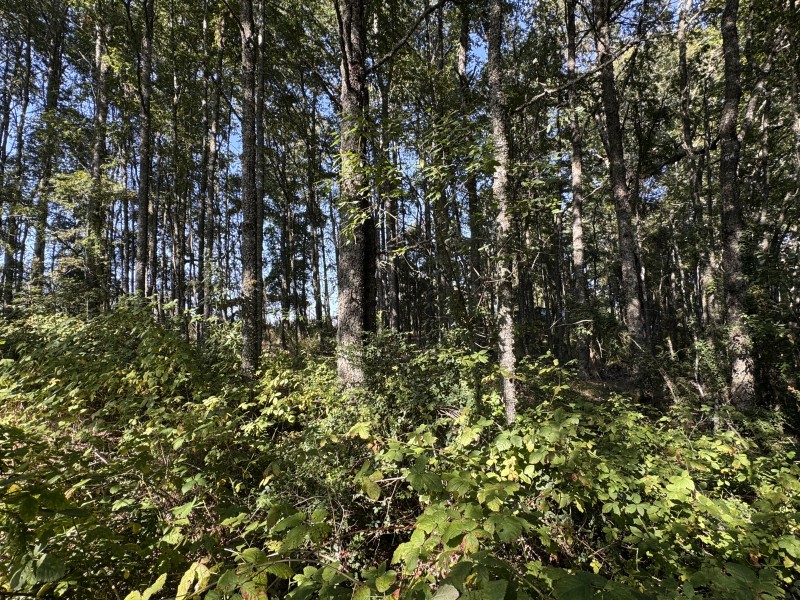 5,5 Km de Villarrica, Sector Collico Camino Licán Ray