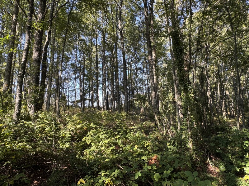 5,5 Km de Villarrica, Sector Collico Camino Licán Ray