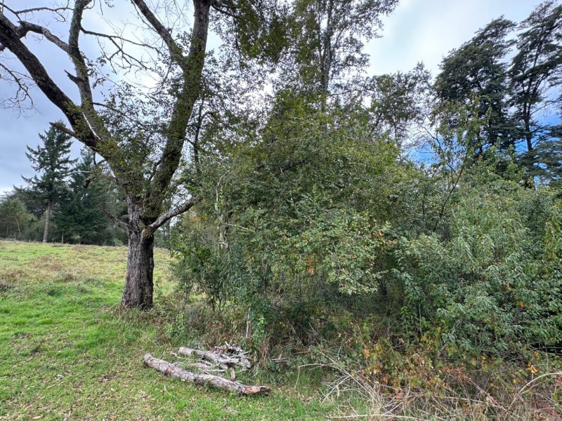 Parcela A 10 Minutos de Villarrica Con Electricidad y Agua.