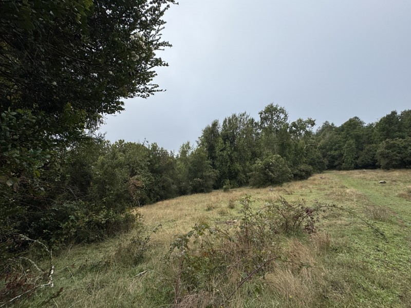 Campo de 23,7 Hectáreas Loncoche, Sector la Paz