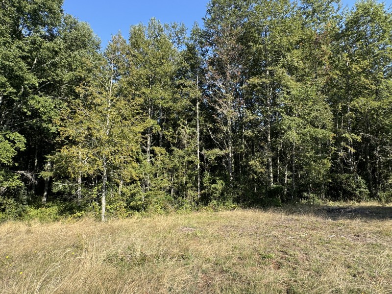 5,5 Km de Villarrica, Sector Collico Camino Licán Ray